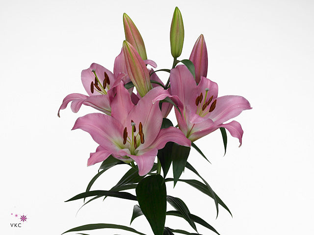 Tabledance Pink Lily