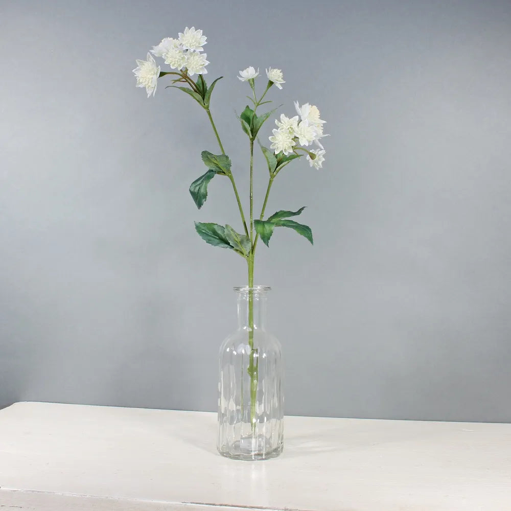 Astrantia W/14 Flowers White (50cm)