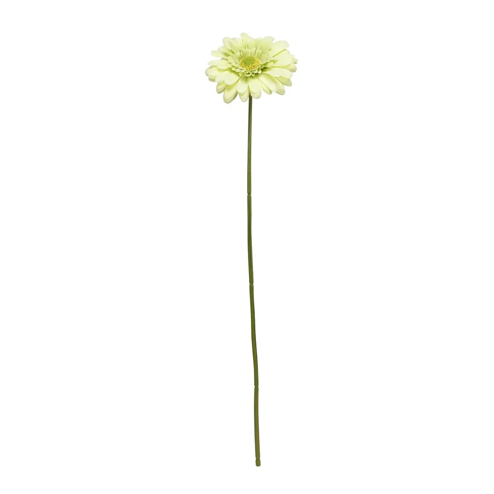 Single Gerbera Green - 72cm