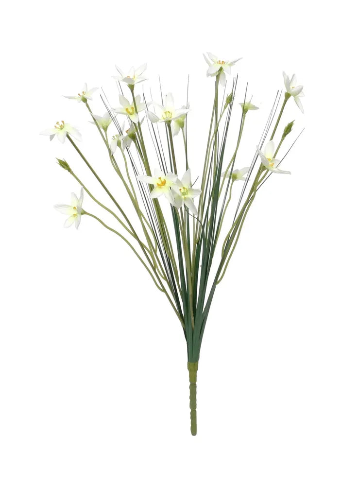 Zephyranthes Candida Bush (17 inch)