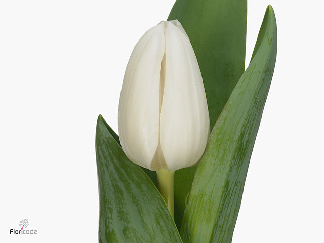 Tulips 80.00