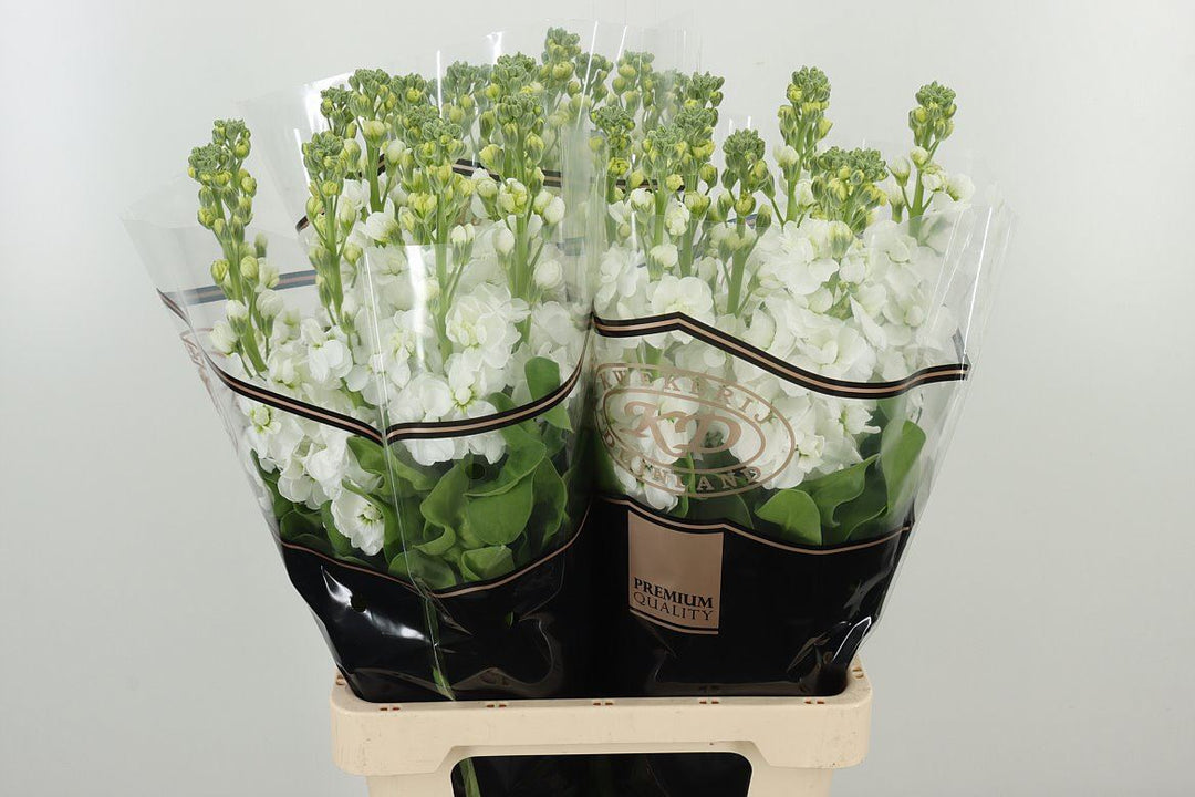 Matthiola white 20 stems
