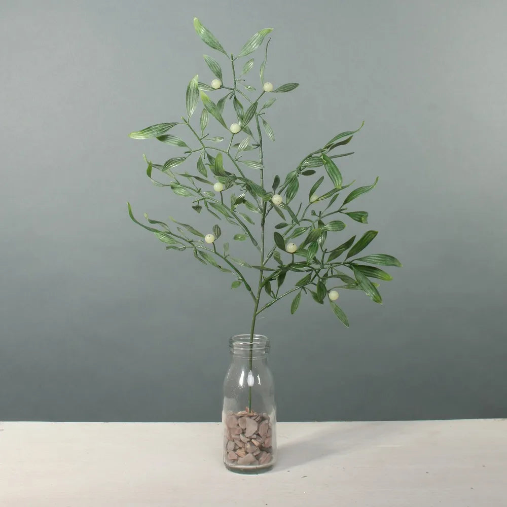 Exterior Mistletoe stem