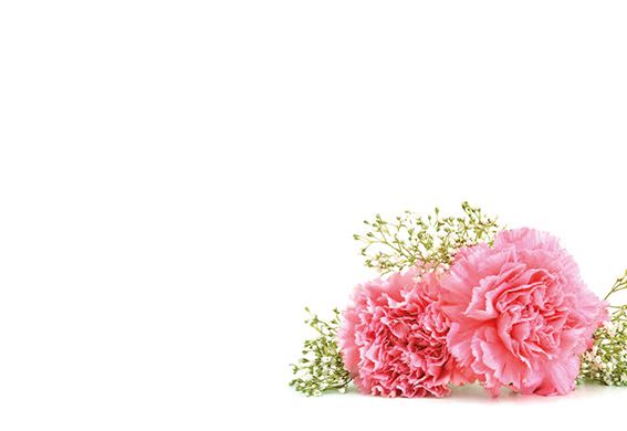 Greeting Card - Pink Carnation and Gyp