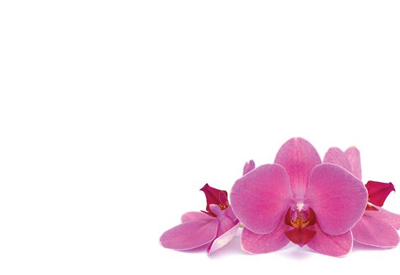 Greeting Card - Pink Orchid