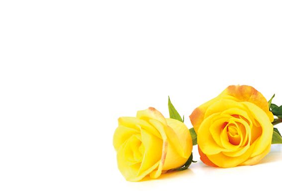 Greeting Card - Yellow Roses