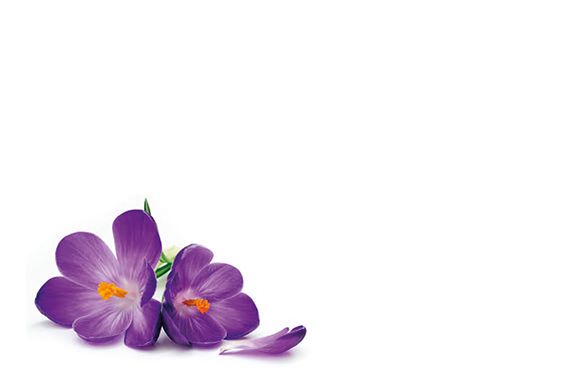 Greeting Card - Purple Crocus