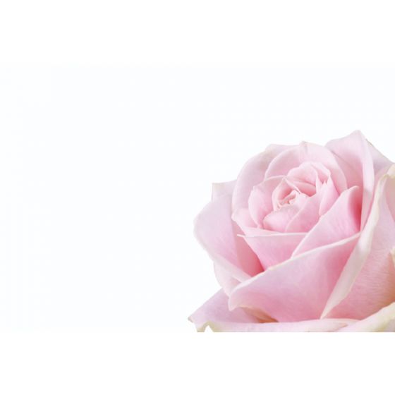 Greeting Card - Pink Rose