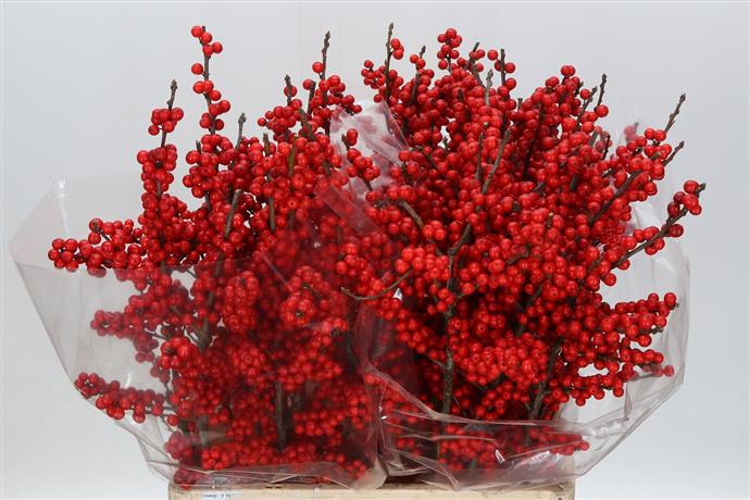 Ilex Berries - Red - Long