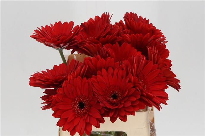 Gerbera - Red