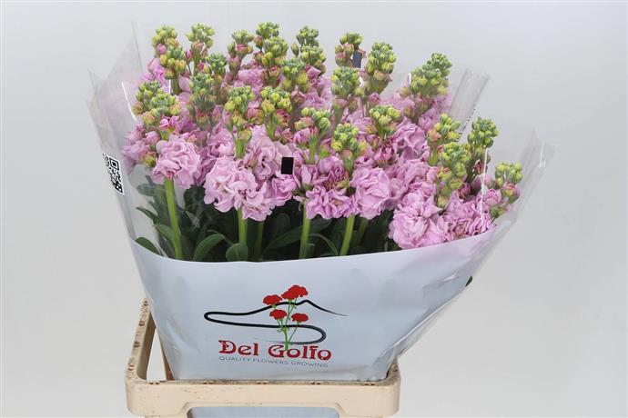 Stock (Matthiola) - Pink