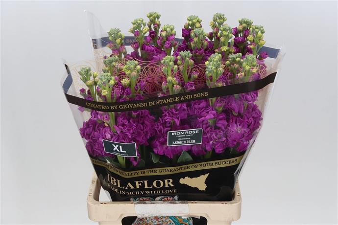 Stock (Matthiola) - Purple