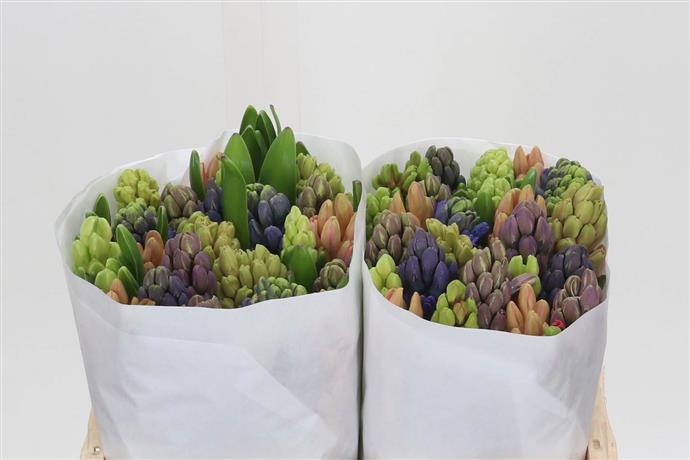 Hyacinth - Mixed