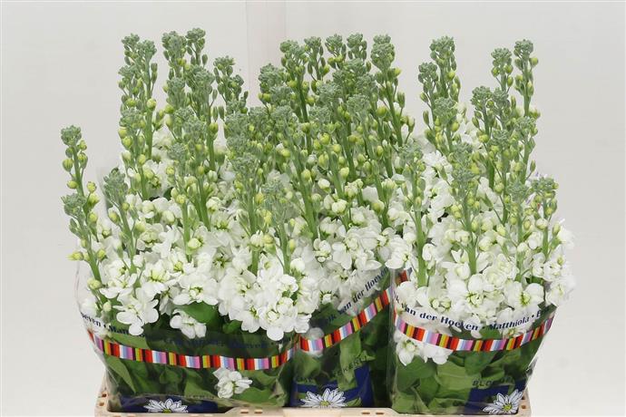 Stock (Matthiola) - White