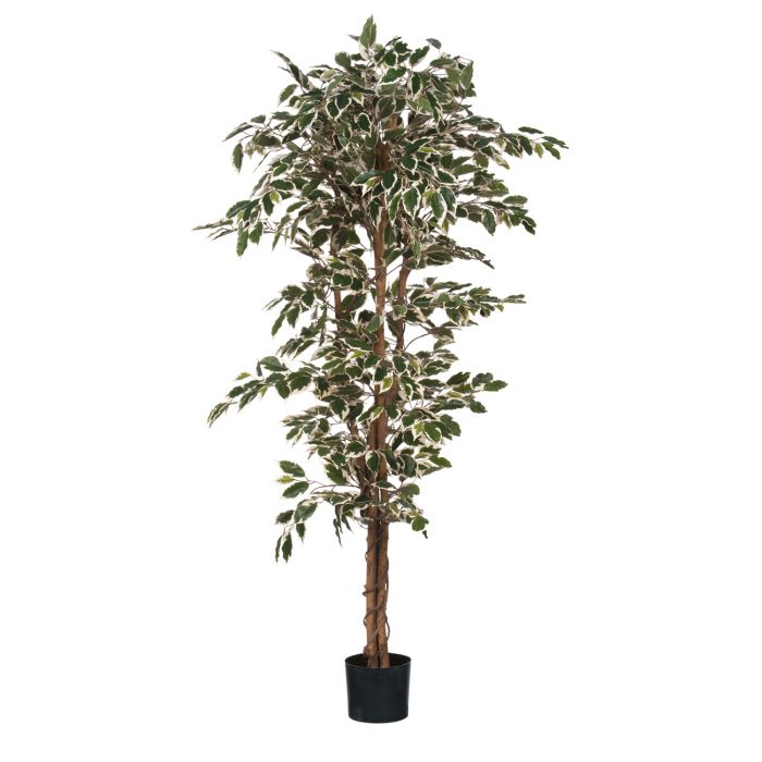 MICA DECORATIONS FICUS ARTIFICIAL PLANT - H170 X Ø80 CM - GREEN VARIEGATED