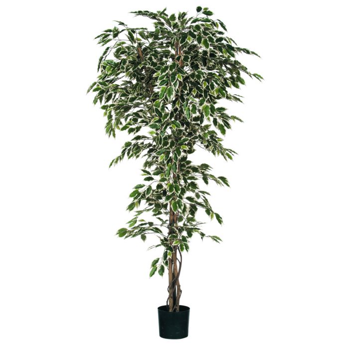 MICA DECORATIONS FICUS ARTIFICIAL PLANT - H200 X Ø85 CM - GREEN VARIEGATED