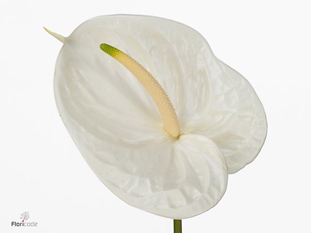 Anthurium - White