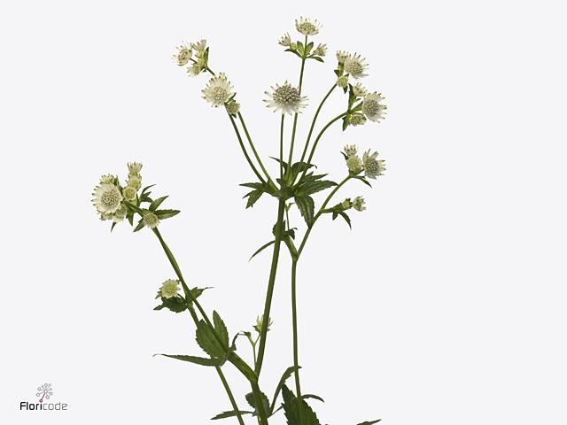 Astrantia - White