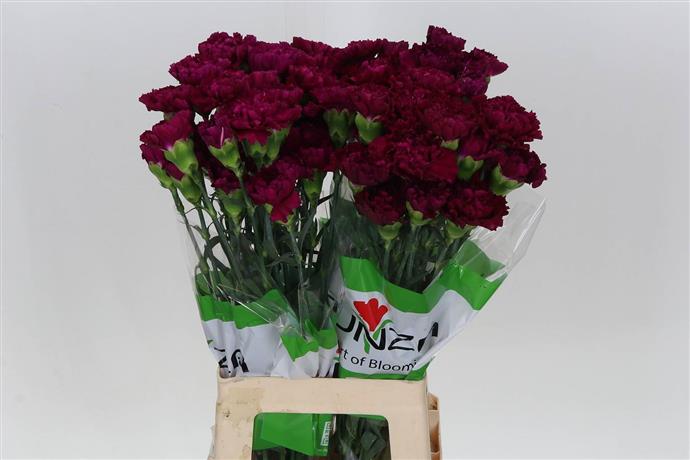 Carnations (Dianthus) - Burgundy