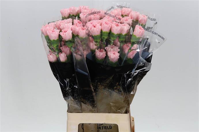 Carnations (Dianthus) - Pink
