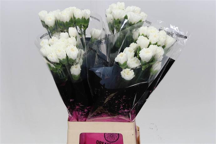 Carnations (Dianthus) - White