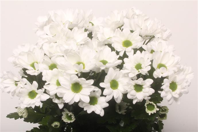 Chrysanthemum Spray - Chic - White