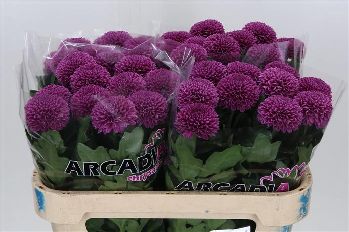 Chrysanthemum Bloom - Gustav - Purple