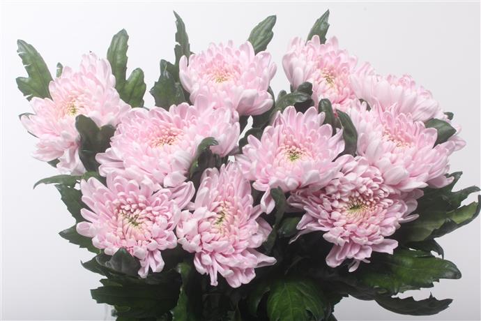 Chrysanthemum Bloom - Rossano - Pink