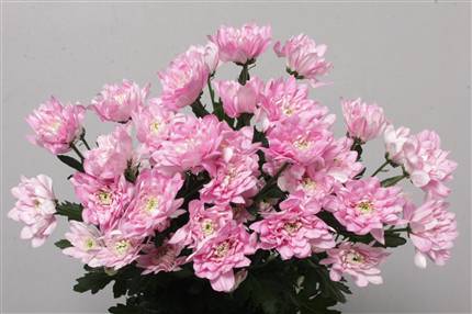Chrysanthemum Spray - Baltica - Pink