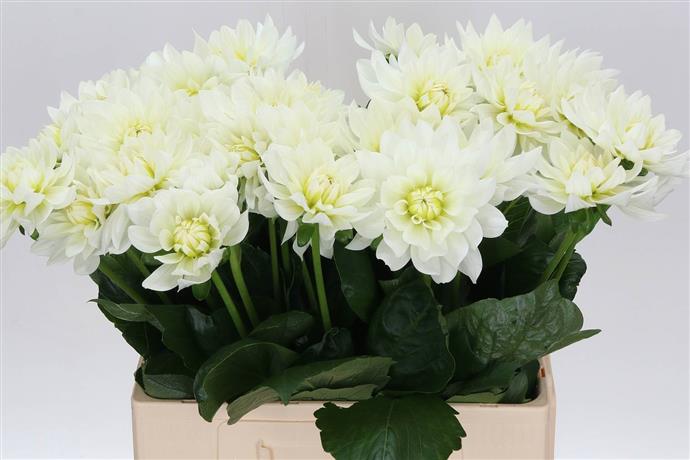 Dahlia - White