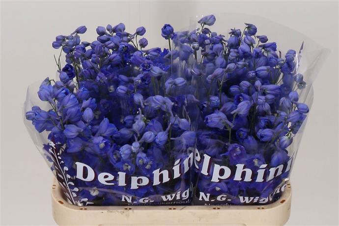 Delphinium - Blue