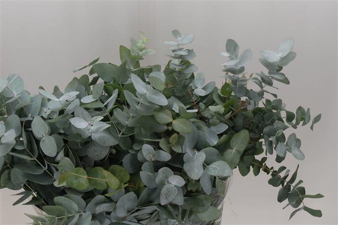Greenery - Eucalyptus Cinerea