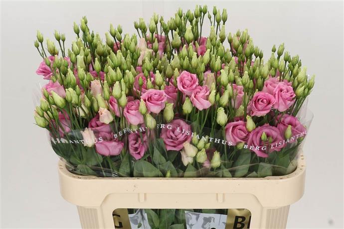 Eustoma (Lisianthus) - Pink