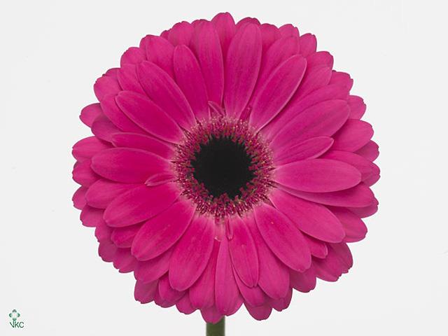 Gerbera - Cerise