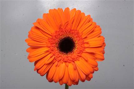 Gerbera - Orange