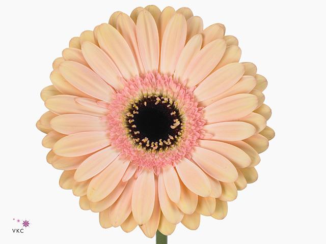 Gerbera - Peach