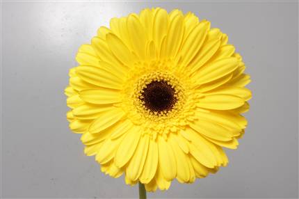 Gerbera - Yellow