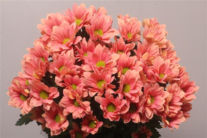 Chrysanthemum Spray - Grand - Salmon