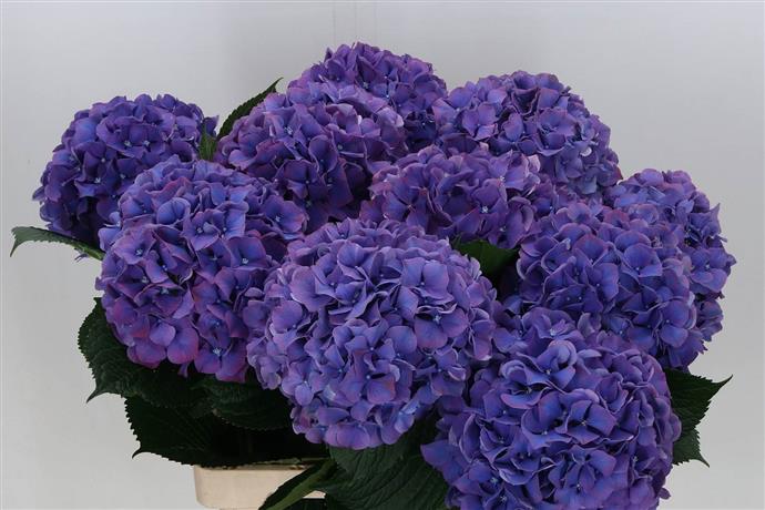 Hydrangea - Purple