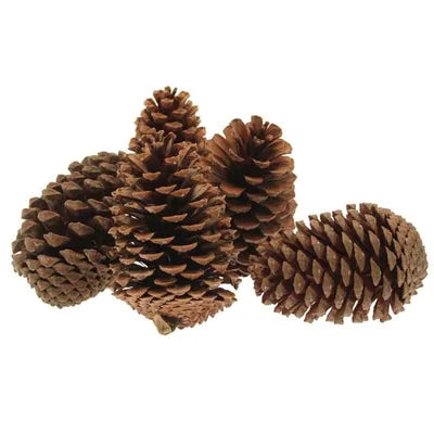 5kg Pine  Cones - Bagged