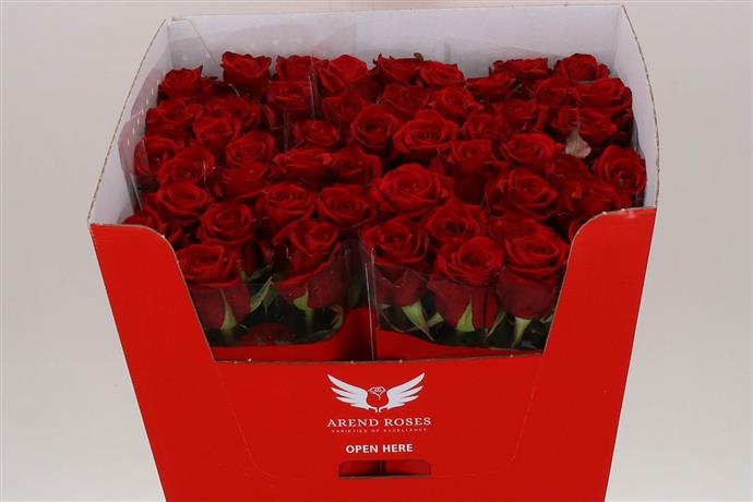 Rose-Red-Eagle-Red