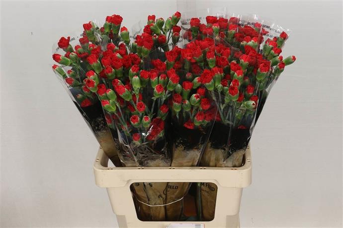 Spray Carnations (Dianthus) - Red
