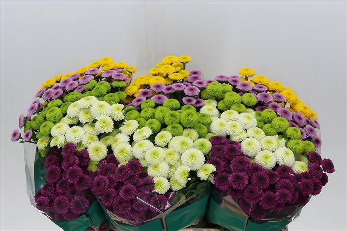 Chrysanthemum Santini - Mixed