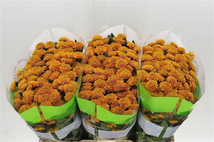 Chrysanthemum Santini - Orange