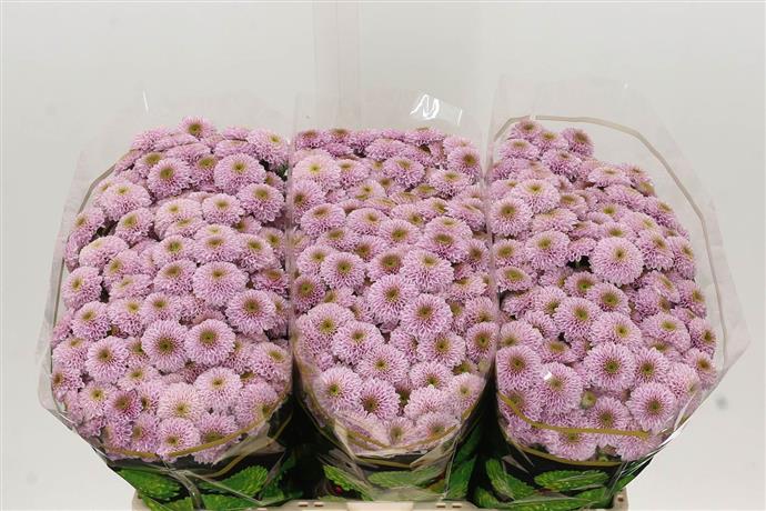 Chrysanthemum Santini - Pink