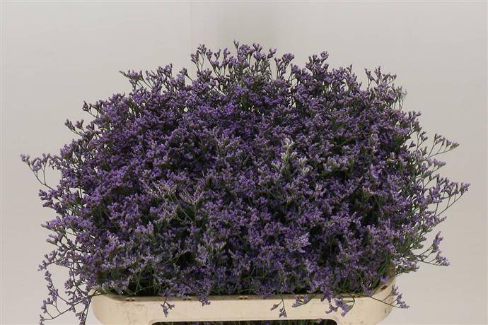 Limonium (Sea Spray) - Blue