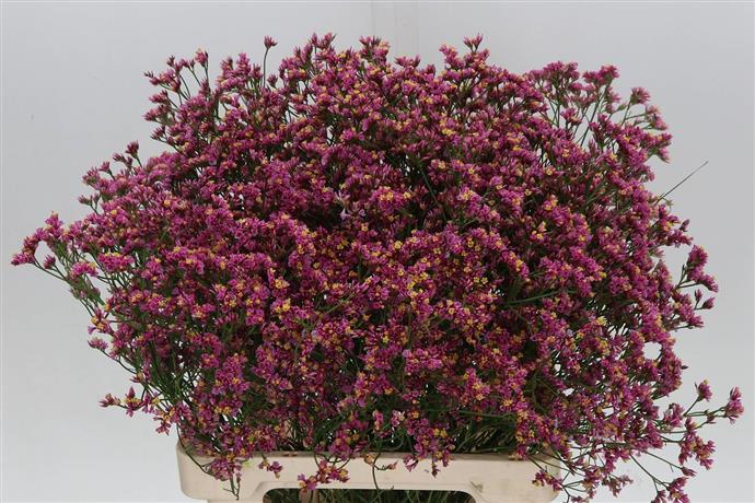 Limonium (Sea Spray) - Pink