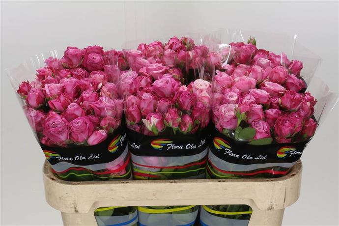 Spray Rose - Purple