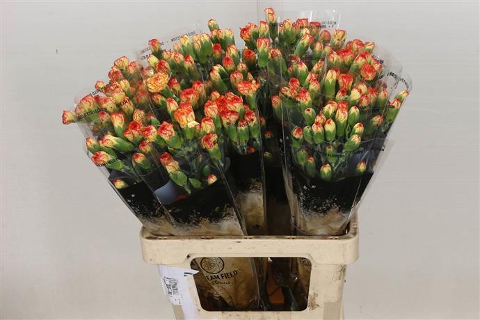 Spray Carnations (Dianthus) - Orange