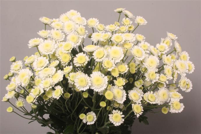 Chrysanthemum Spray - Stallion - White